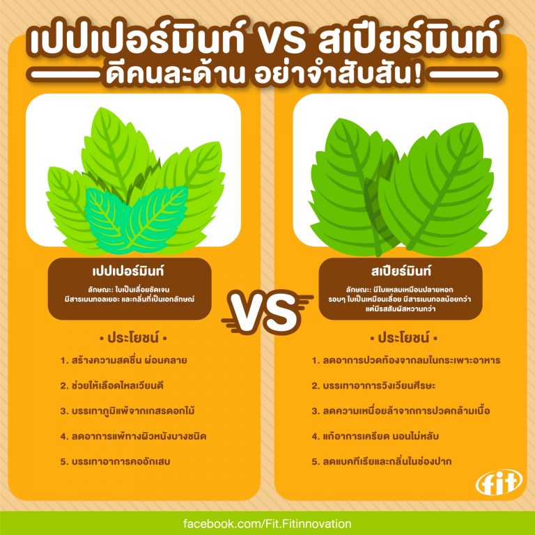 Read more about the article เปปเปอร์มินท์ VS สเปียร์มินท์ ดีคนละด้าน